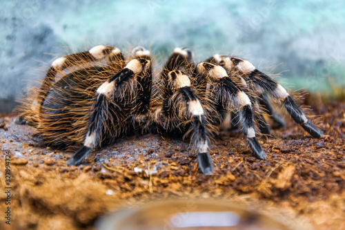 Huge Brazilian whiteknee tarantula fluffy, hairy spider sits on the ground, side view.