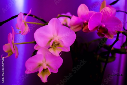 neon orchids c2020Rachelle