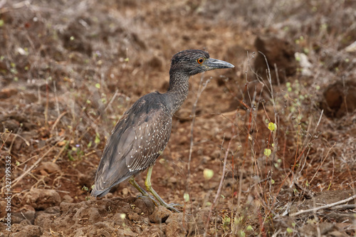 Galapagos Islands animals and bird wildlife. Yellow-crowned night heron (Nyctanassa / Nyctanassa violacea) juvenile. Galapagos Islands, Ecuador. photo