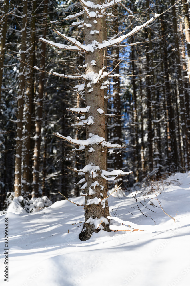 Fototapeta premium Tree spruce snowy in winter in forest.