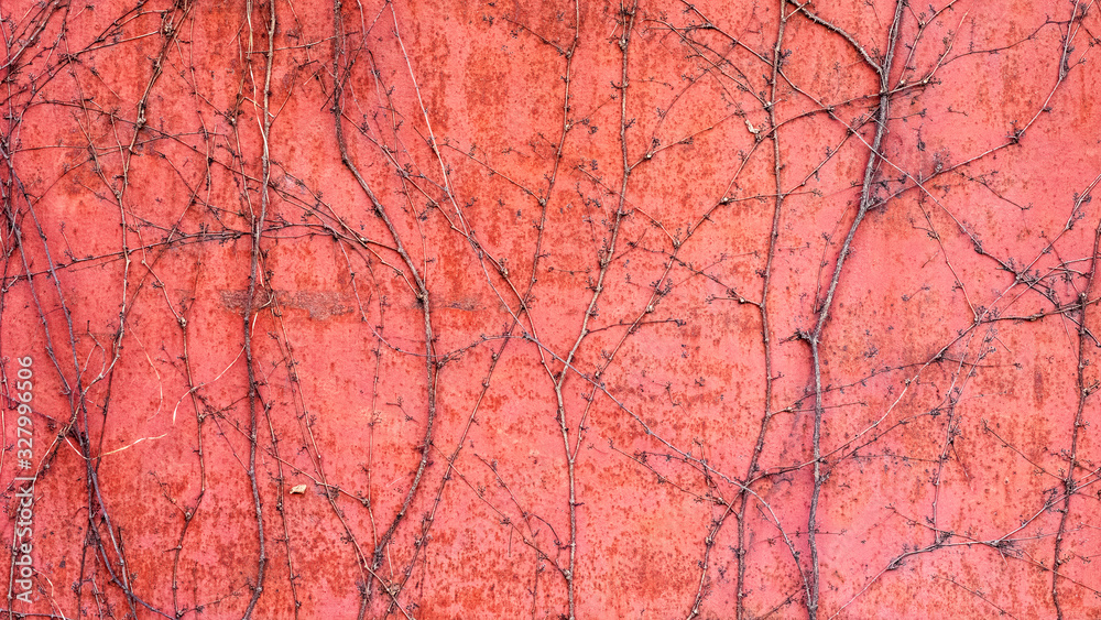 枯れた蔦に覆われた赤い壁の背景テクスチャー