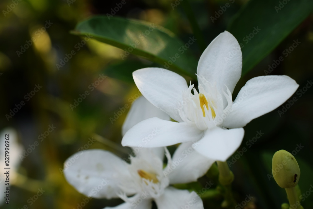 Blooming White Gardenia Flower Blossom Blooming White Gardenia Flower Blossom