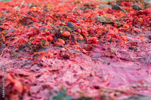 Canvas Print Piles of rotten tomatoes, destroyed tomatoes for disease prevention,agriculture