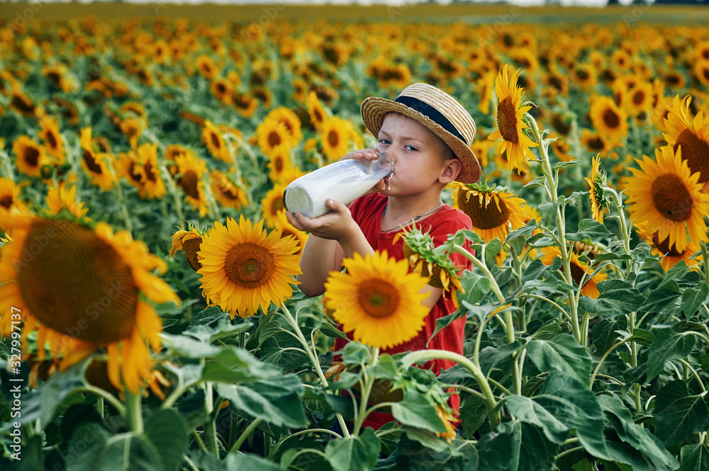 A boy drinks milk from a bottle on a walk in sunflowers
