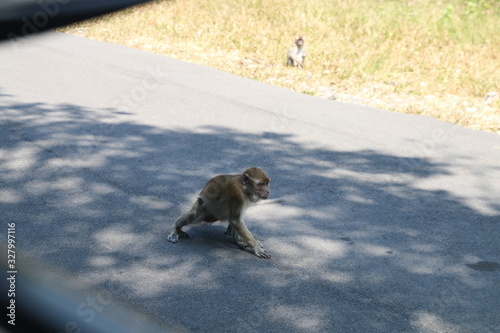  wild monkey in the waykambas lampung forest
