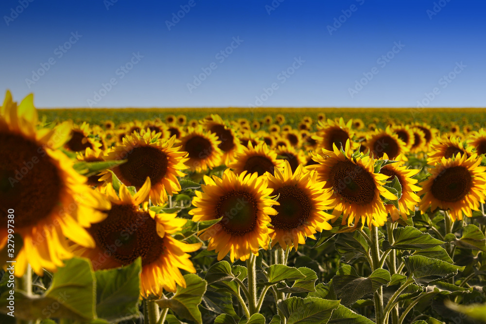 Fototapeta premium sunflower field of sunflowers