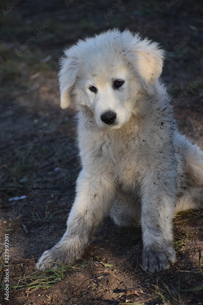 portrait of a dog