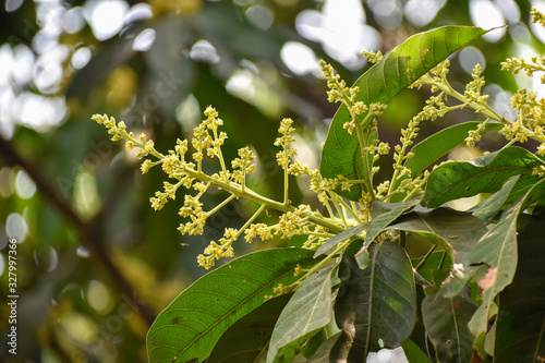 Flowers and buds of Mangifera indica  commonly known as mango with green leaves