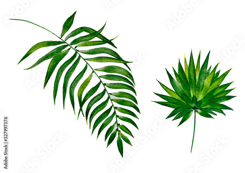 Watercolor tropical leaves close-up on white background. Watercolor branch with green leaves.