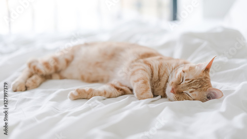 tabby cat lying on bed