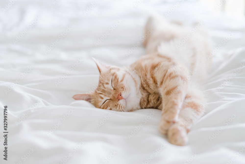 Obraz premium tabby cat lying on bed