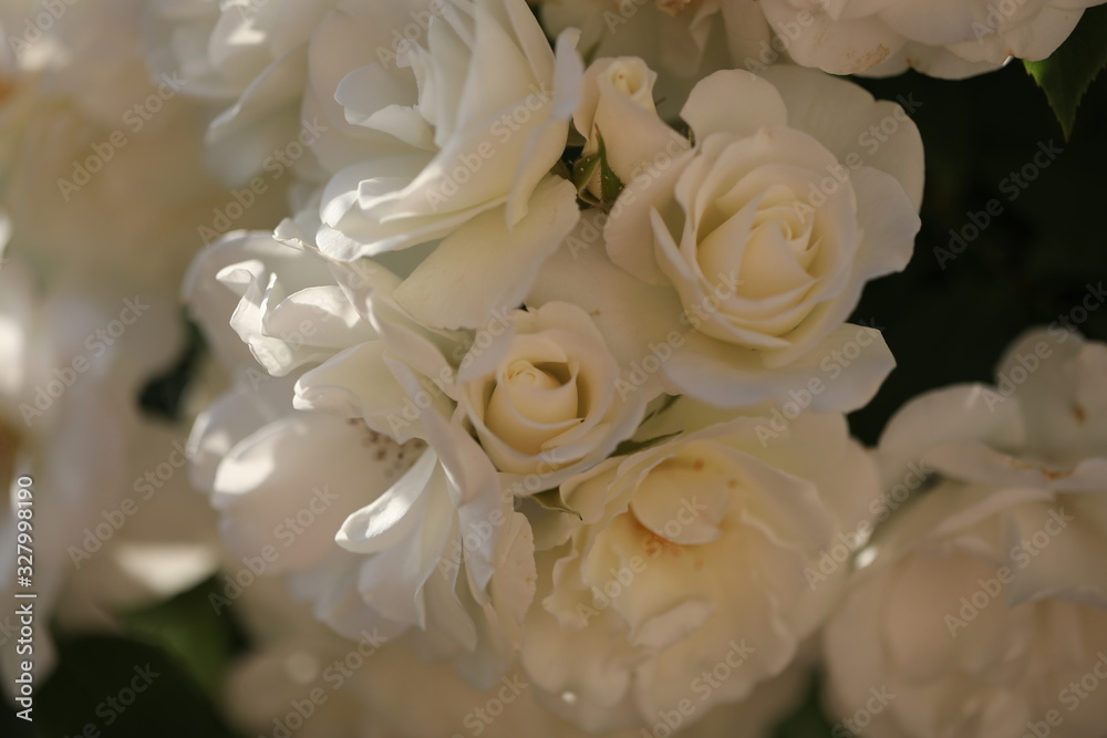 bouquet of white roses bouquet of white roses