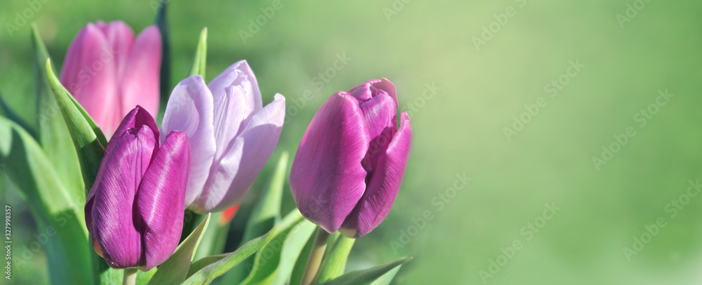 Obraz premium panoramic view on beautiful pink tulips blooming on green background