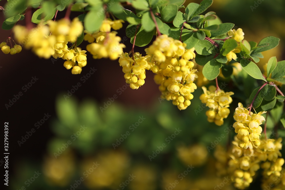 yellow flowers of barberry