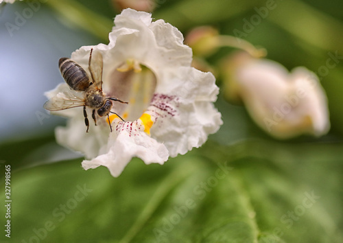 bee on a flower © Haletska Olha