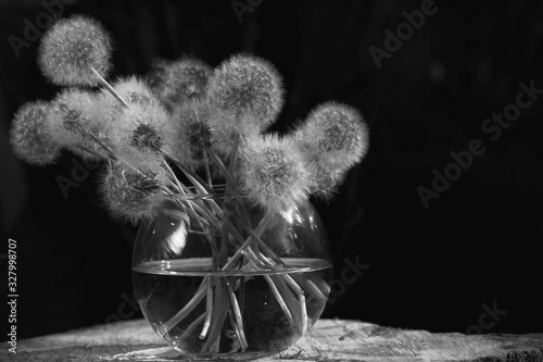 dandelions on black background