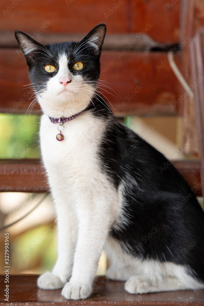 Cute black and white color cat lying at wooden stars.