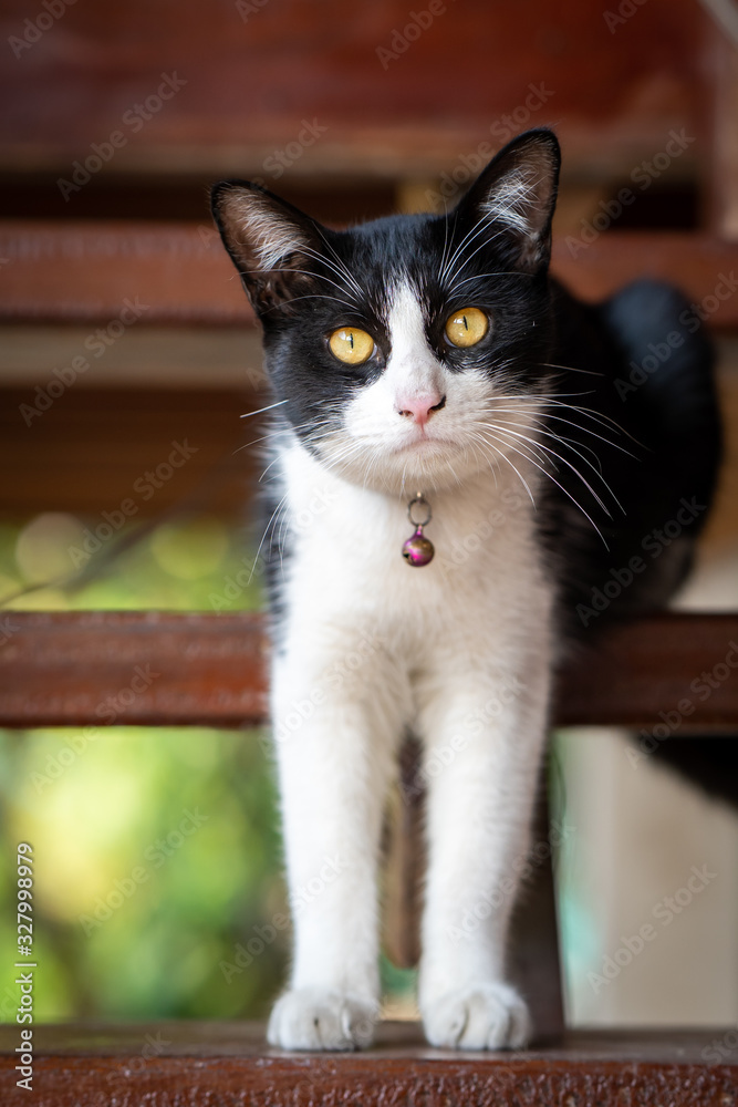 Cute black and white color cat lying at wooden stars.