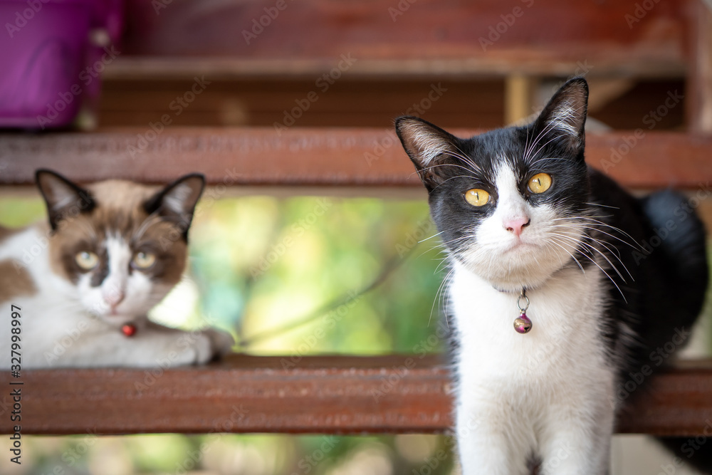 Cats lying at wooden stairs