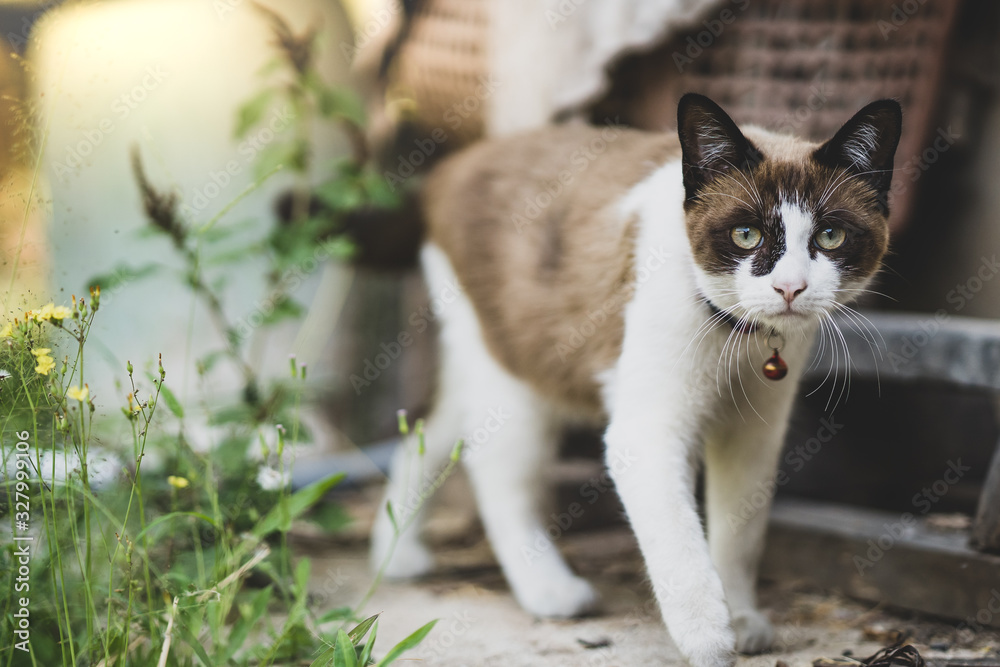 Cute brown and white cat playing around in garden. Cute brown and white cat playing around in garden.