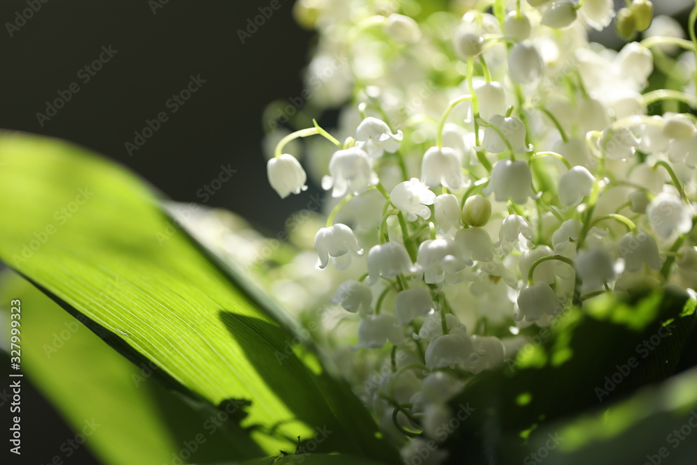 lily of the valley lily of the valley