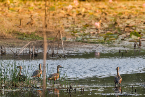 Red ducks migrate to earn a living in the lake. photo