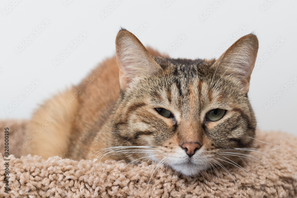 Red outbred domestic cat lies on a cat lounger, looks at the camera, white background (isolate)
