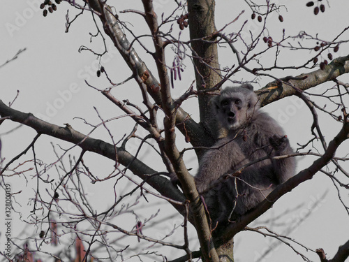 The silvery gibbon, Hylobates moloch, is a primate in the gibbon family Hylobatidae. photo