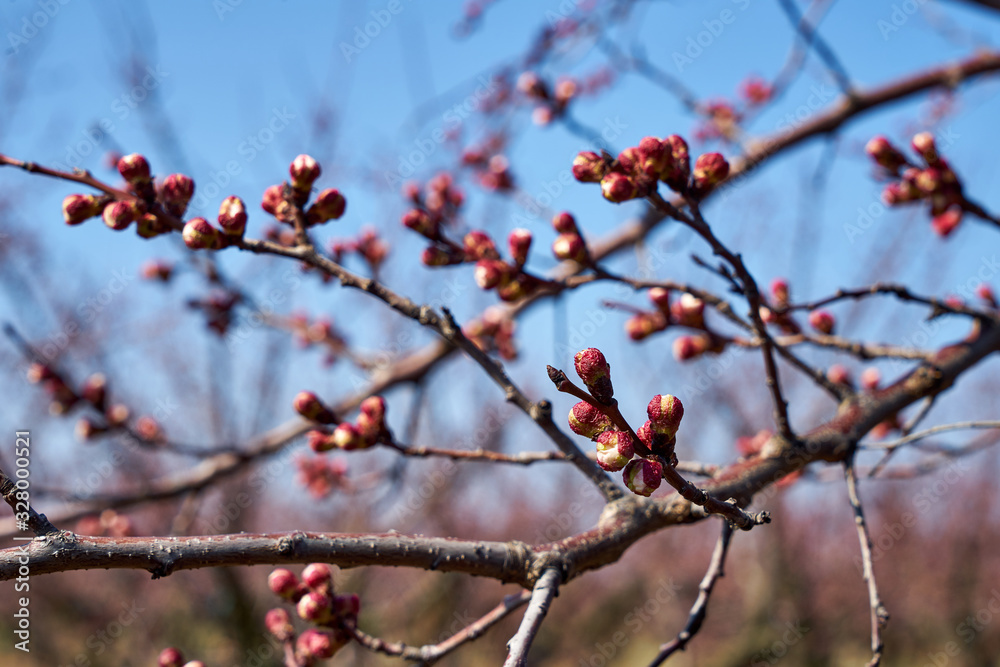 Image of blooming apple trees in the garden. Image of blooming apple trees in the garden.