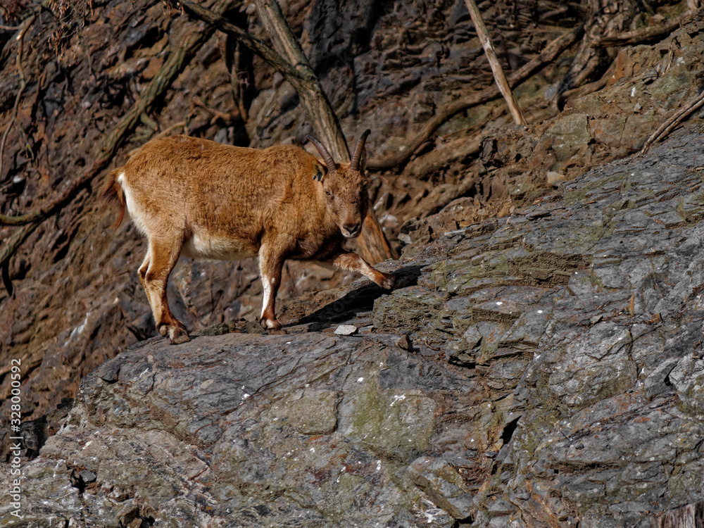 The West Caucasian tur, Capra caucasica, is a mountain-dwelling goat-antelope found only in the western half of the Caucasus Mountains range. The West Caucasian tur, Capra caucasica, is a mountain-dwelling goat-antelope found only in the western half of the Caucasus Mountains range.
