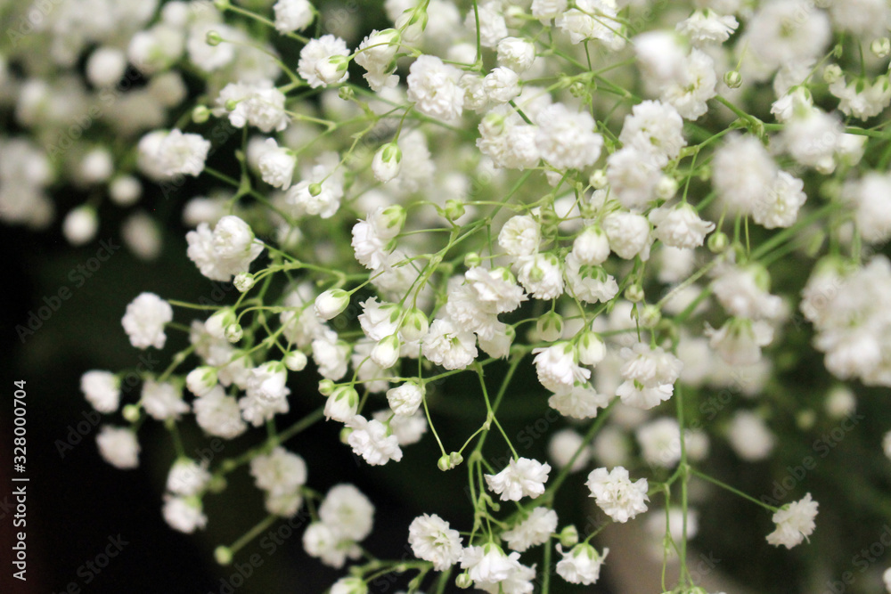 A lot of white small flowers on a green blurry background.