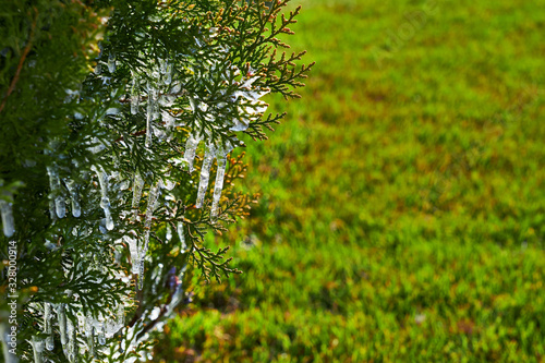 Evergreen bushes after freezing rain.