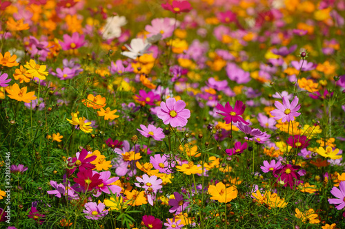 Cosmos flower fields, spring period, long holidays