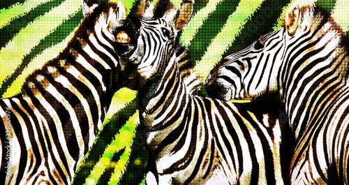 Close up of a playful group of Zebras