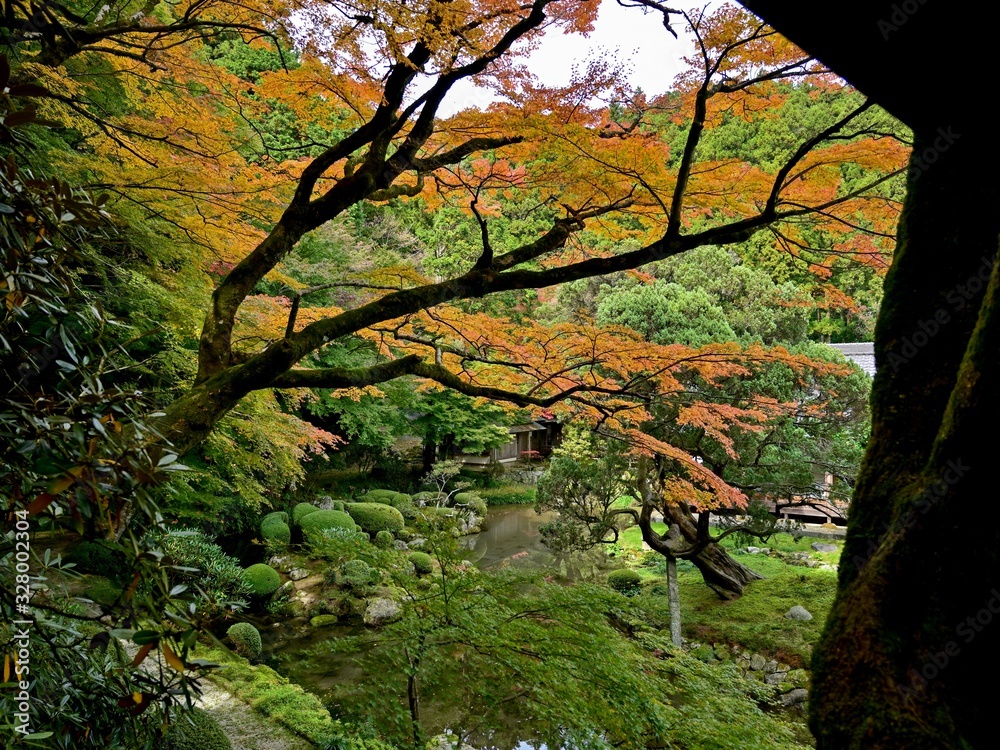 ちょうど見頃のお寺のモミジの紅葉 ちょうど見頃のお寺のモミジの紅葉