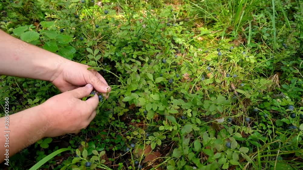 Hand holding bunch of blueberries. Freshly picked wild blueberries. Fresh Blueberries or Bilberries. Hand holding bunch of blueberries. Freshly picked wild blueberries. Fresh Blueberries or Bilberries.