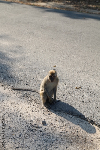 wild monkey in the waykambas lampung forest