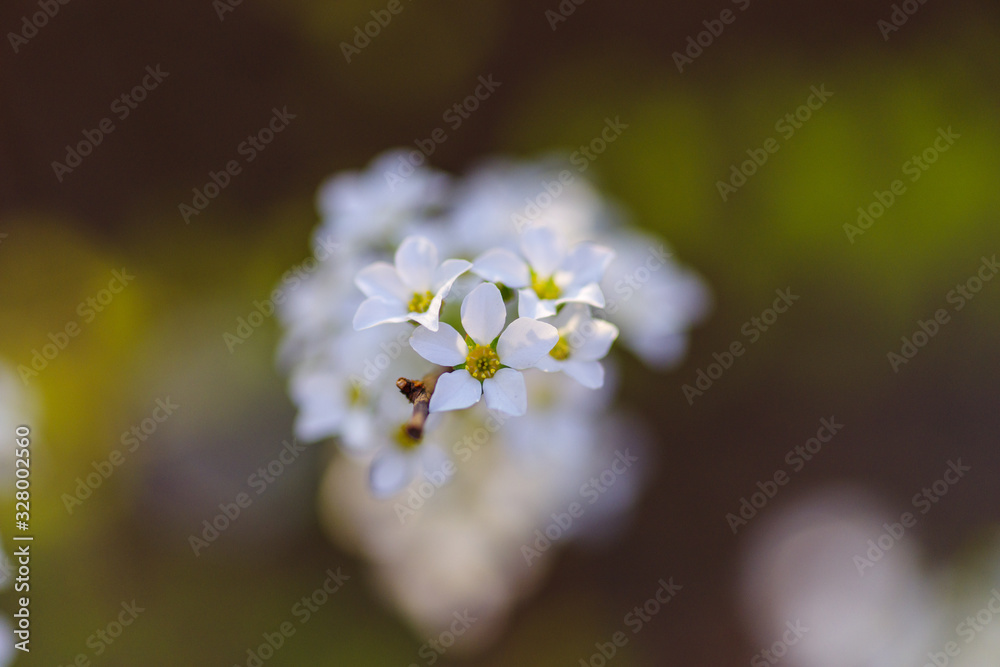white flowers on green background white flowers on green background