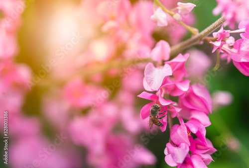 Selected focus on beautiful blooming sweet Maxican creeper flowers and bee with blurred background