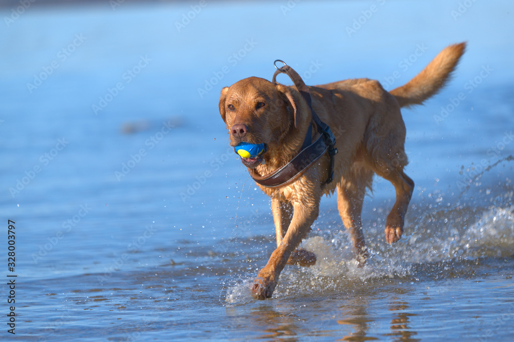 Fuchsroter Labrador Retriever  apportiert einen Ball aus dem Wasser