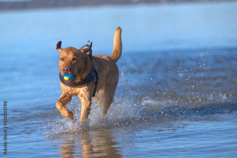 Fuchsroter Labrador Retriever  apportiert einen Ball aus dem Wasser