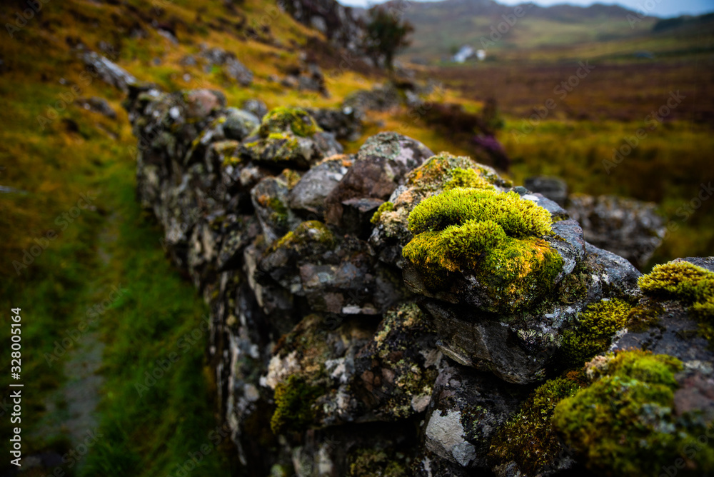 moss on on a stone wall moss on on a stone wall
