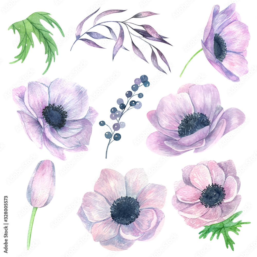 Obraz Watercolor set of hand painted white watercolor anemones. Isolated flowers on a white background. Watercolor anemone perfect for card making, Mother's day card, wedding invitation