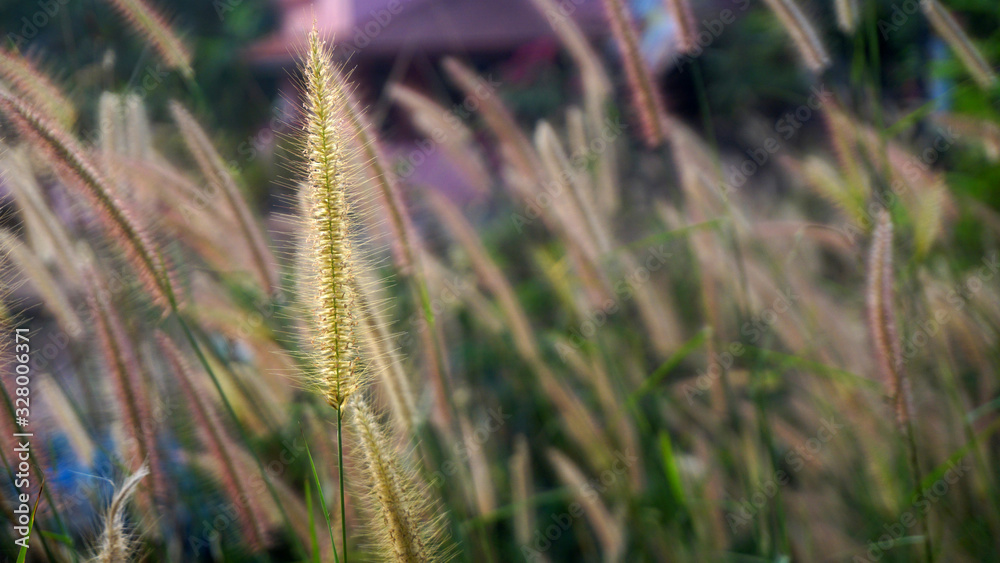 Bunch of crimson fountain grass Bunch of crimson fountain grass