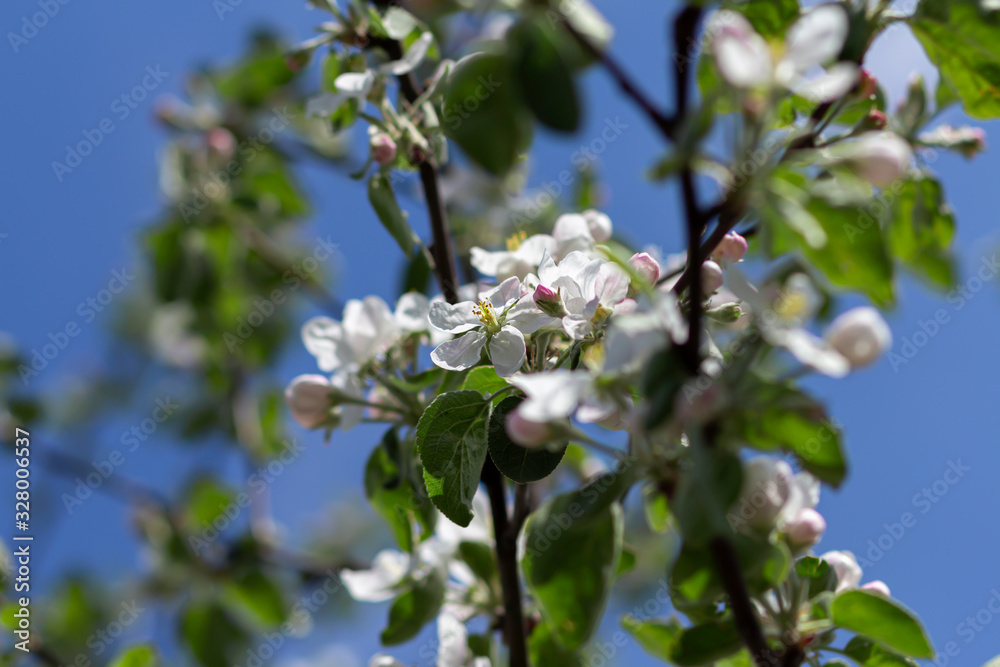 Blooming apple tree. Spring flowering of trees, selective focus Blooming apple tree. Spring flowering of trees, selective focus