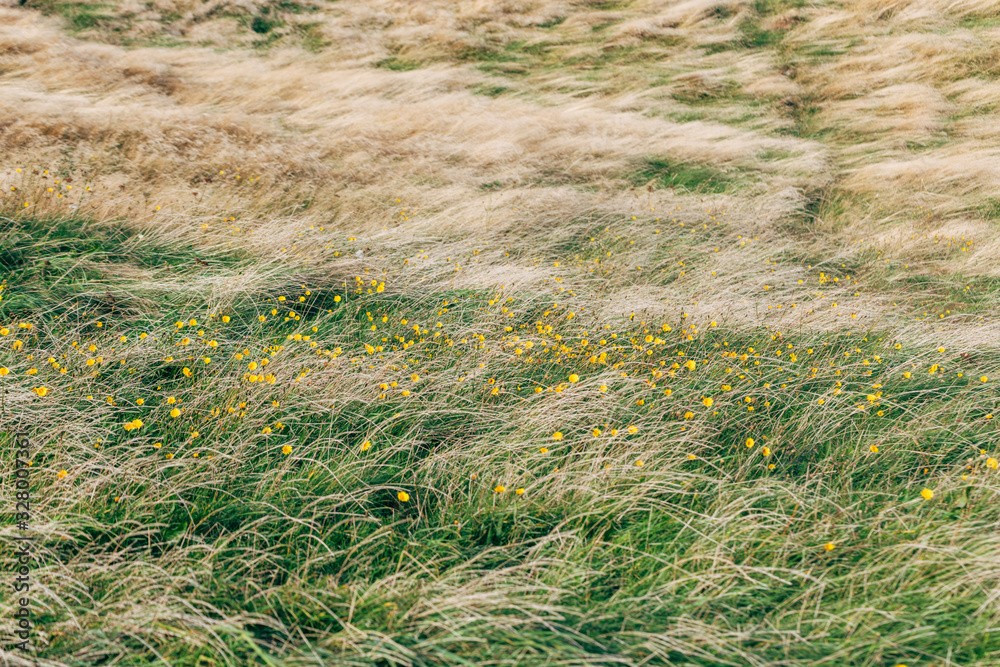 field of grass field of grass