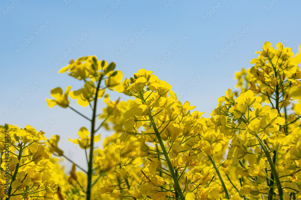 blühende Rapsblüten blühende Rapsblüten