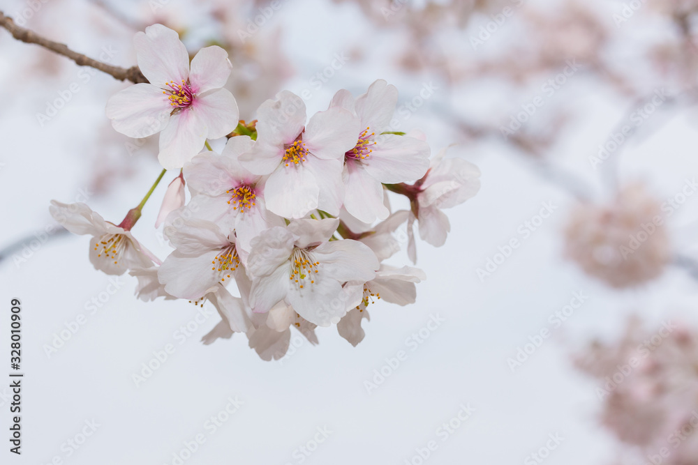 Beautiful pink cherry blossom in full bloom. japanese sakura. Beautiful pink cherry blossom in full bloom. japanese sakura.