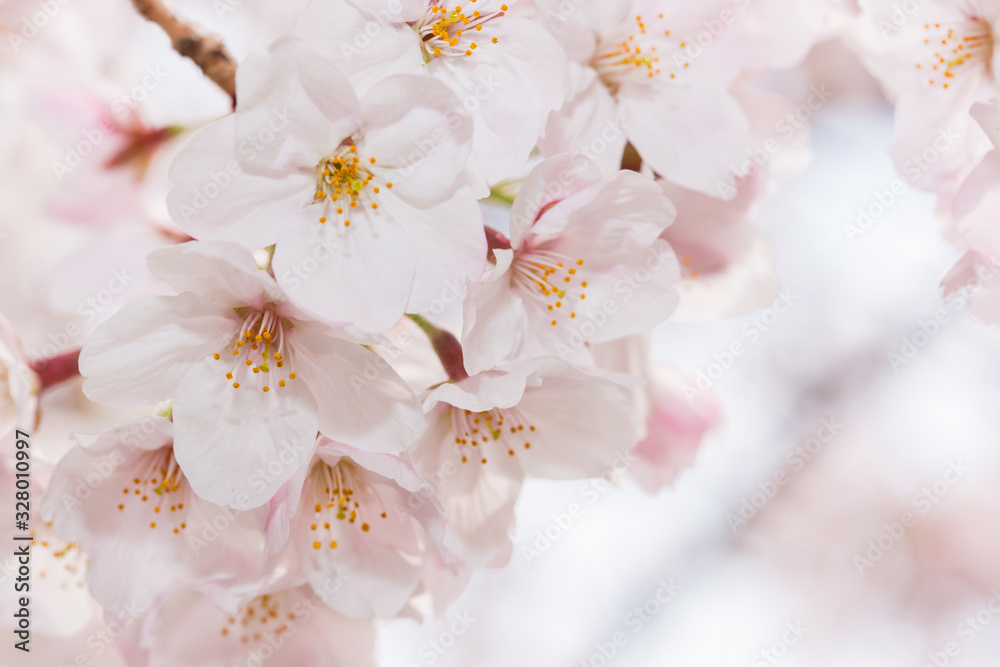 Beautiful pink cherry blossom in full bloom. japanese sakura. Beautiful pink cherry blossom in full bloom. japanese sakura.