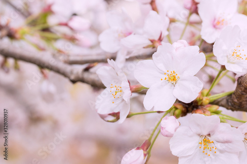 Beautiful pink cherry blossom in full bloom. japanese sakura.